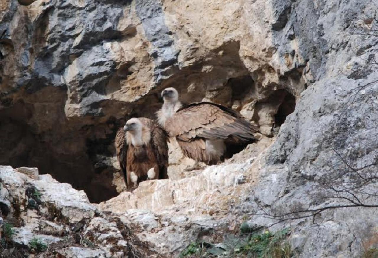 Drveni Raj Uvac Διαμέρισμα Sjenica Εξωτερικό φωτογραφία